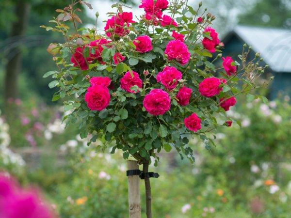 Купить Штамбовые розы Микс по низкой цене - КФХ Таир