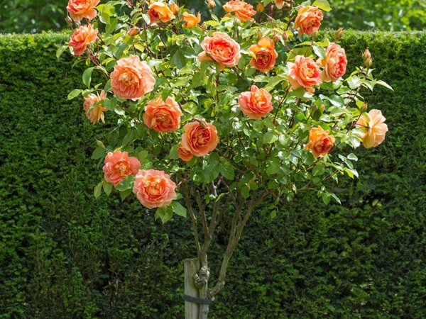 Купить Штамбовая роза Кэтрин по низкой цене - КФХ Таир