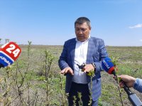 Крымский фермер выращивает яблоневый сад по уникальной крымской технологии